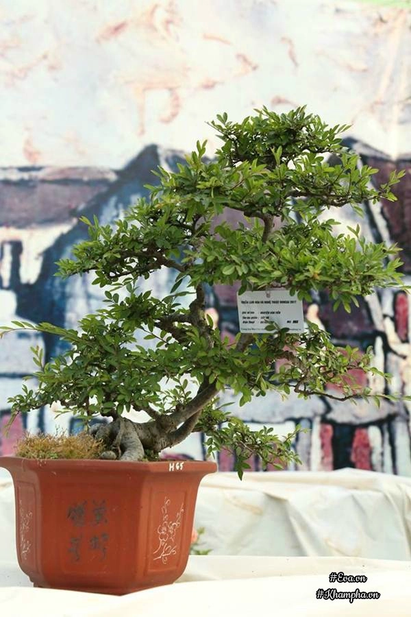 Chiêm ngưỡng những cây bonsai tiền tỷ độc nhất vô nhị ở hà nội - 16