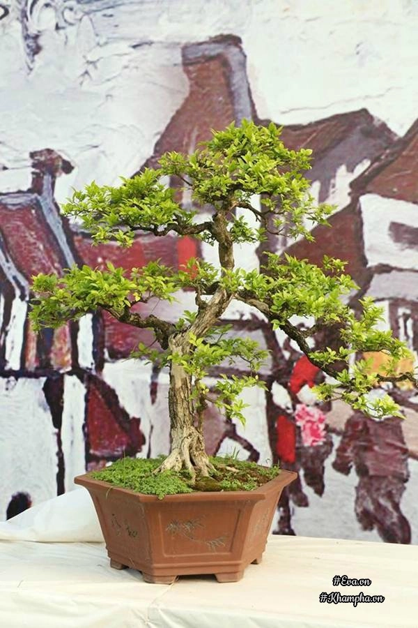 Chiêm ngưỡng những cây bonsai tiền tỷ độc nhất vô nhị ở hà nội - 18