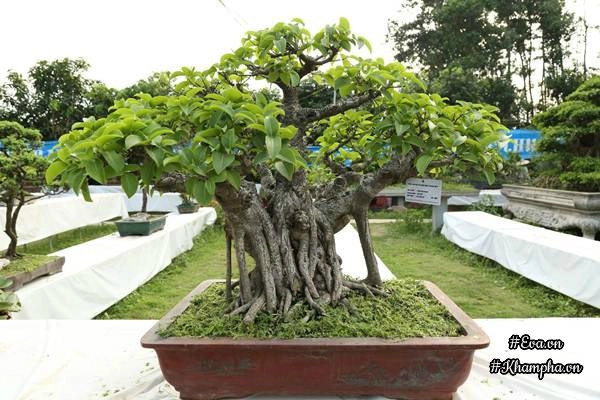 Chiêm ngưỡng những cây bonsai tiền tỷ độc nhất vô nhị ở hà nội - 20