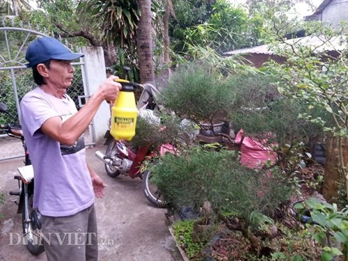 Chiêu lạ dùng bia để tưới cây bón nấm ở phú yên - 6