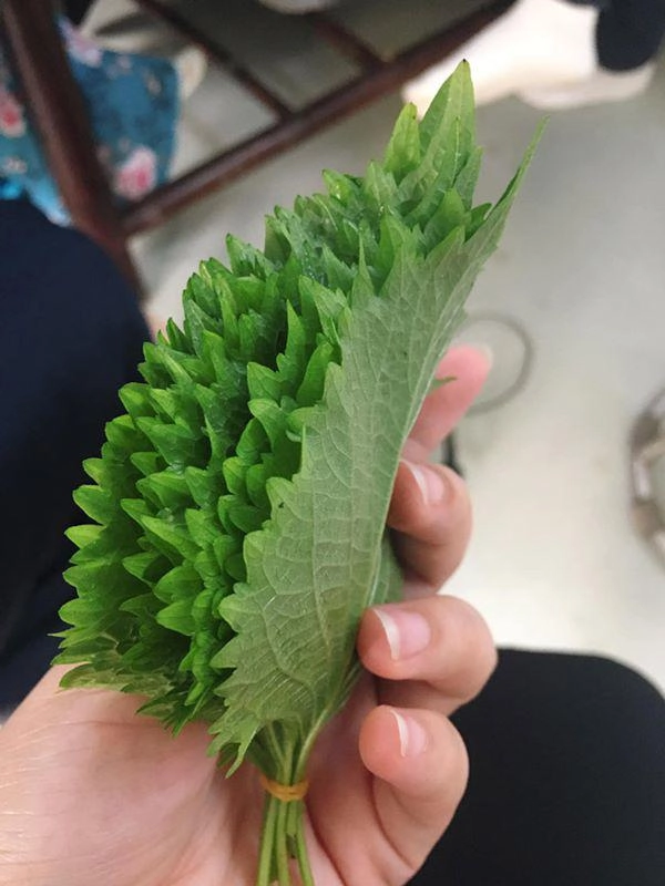 Cứ đếm lá lấy tiền từ loài rau thơm mọc nhan nhản ở việt nam - 3