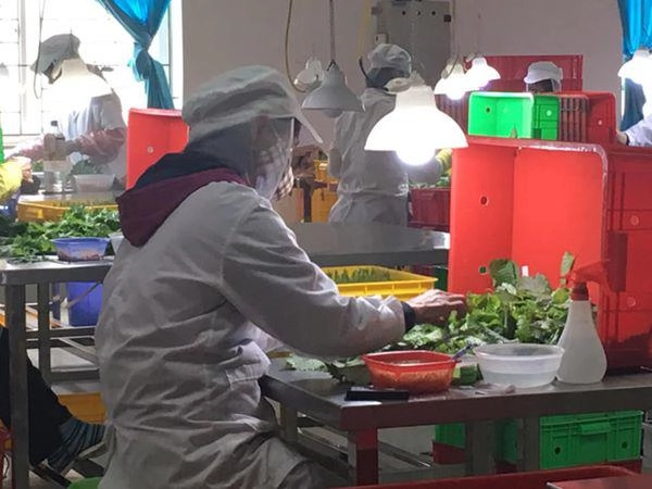 Cứ đếm lá lấy tiền từ loài rau thơm mọc nhan nhản ở việt nam - 5