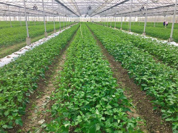 Cứ đếm lá lấy tiền từ loài rau thơm mọc nhan nhản ở việt nam - 1