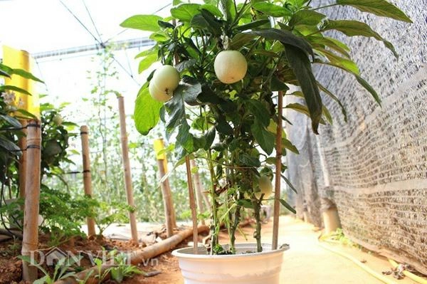 Đặc sản tết trồng dưa pepino tí hon vào chậu không lo đụng hàng - 4