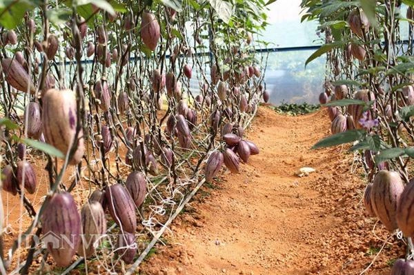 Đặc sản tết trồng dưa pepino tí hon vào chậu không lo đụng hàng - 5