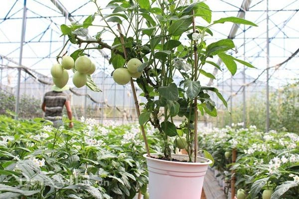 Đặc sản tết trồng dưa pepino tí hon vào chậu không lo đụng hàng - 7