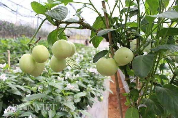 Đặc sản tết trồng dưa pepino tí hon vào chậu không lo đụng hàng - 8