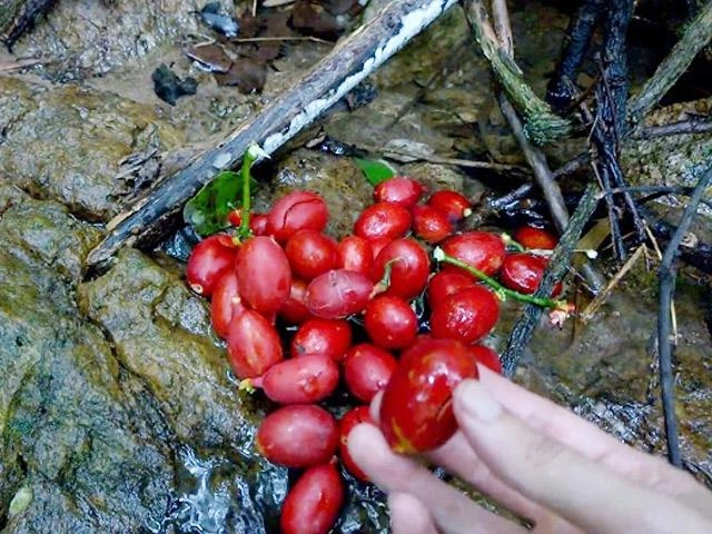 Đỏ mặt loại dừa độc nhất vô nhị thế giới giống hệt vòng ba phụ nữ - 3