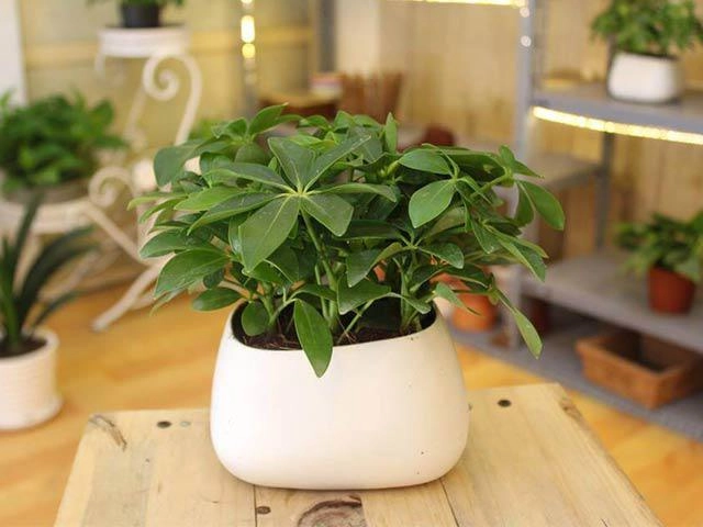 Đúng 0h đặt đồng xu vào chỗ này gia chủ đổi vận phất lên như diều gặp gió - 4