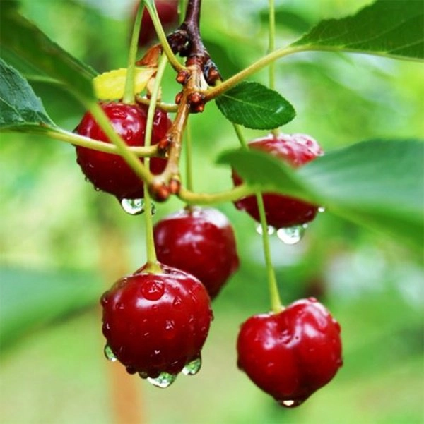 Học cách trồng cherry trong chậu tưởng chết rũ ai ngờ mỗi ngày thu 300 quả - 1