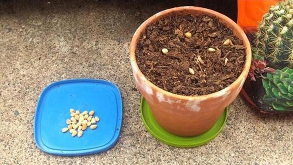 Học cách trồng cherry trong chậu tưởng chết rũ ai ngờ mỗi ngày thu 300 quả - 2
