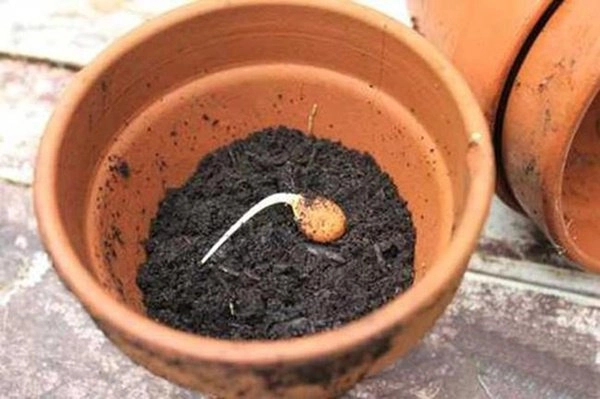 Học cách trồng cherry trong chậu tưởng chết rũ ai ngờ mỗi ngày thu 300 quả - 3