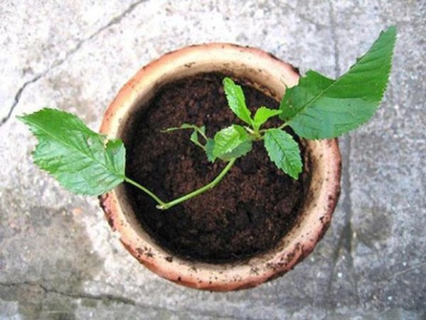 Học cách trồng cherry trong chậu tưởng chết rũ ai ngờ mỗi ngày thu 300 quả - 4
