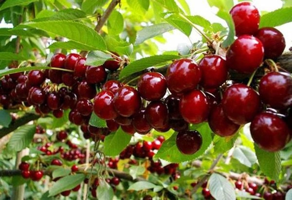 Học cách trồng cherry trong chậu tưởng chết rũ ai ngờ mỗi ngày thu 300 quả - 5