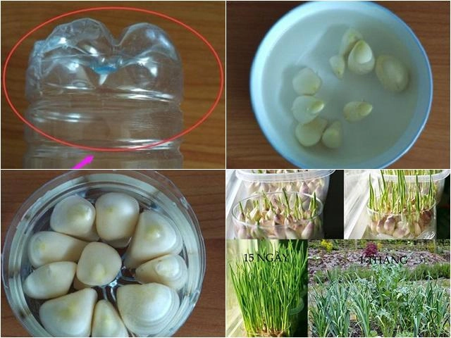 Học cách trồng cherry trong chậu tưởng chết rũ ai ngờ mỗi ngày thu 300 quả - 6