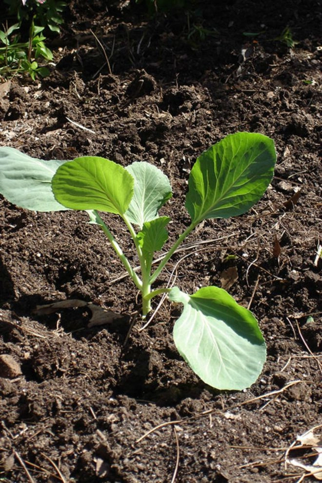Không cần vườn rộng vẫn có cách trồng bắp cải trong thùng xốp vô cùng đơn giản - 3