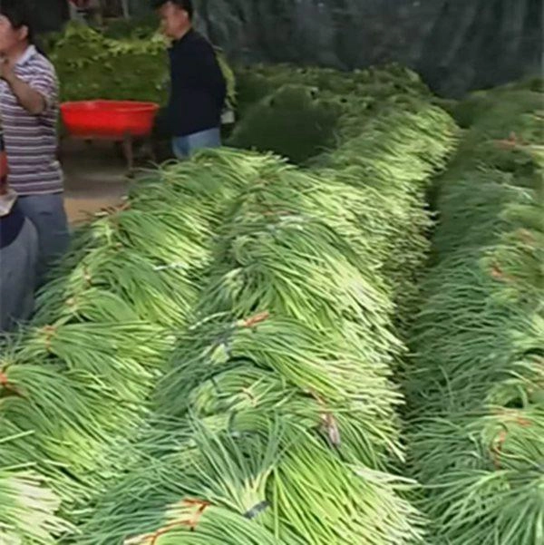 Kiếm trăm triệu dễ như chơi nhờ trồng loại rau quen thuộc này - 1