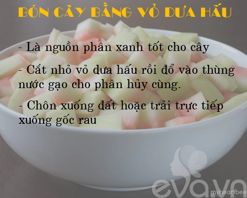 Kinh nghiệm trồng rau củ quả trong thùng xốp phần 2 - 1