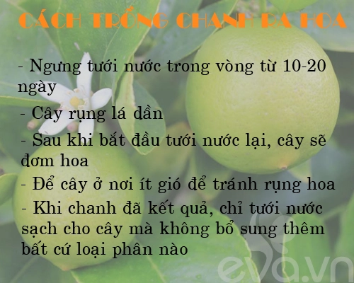 Kinh nghiệm trồng rau củ quả trong thùng xốp phần 2 - 2