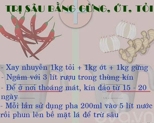 Kinh nghiệm trồng rau củ quả trong thùng xốp phần 2 - 3