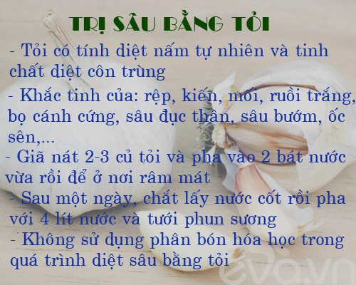 Kinh nghiệm trồng rau củ quả trong thùng xốp phần 2 - 4