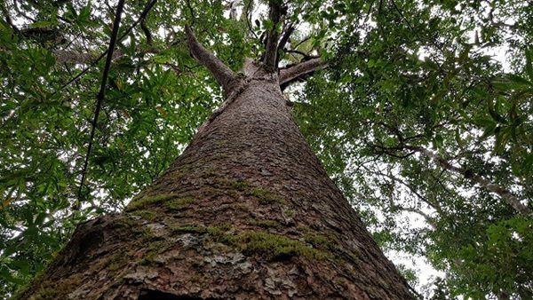 Kỳ bí loài thông sống cùng thời với khủng long ở rừng bidoup núi bà - 1
