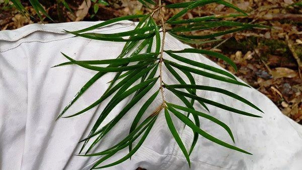 Kỳ bí loài thông sống cùng thời với khủng long ở rừng bidoup núi bà - 3