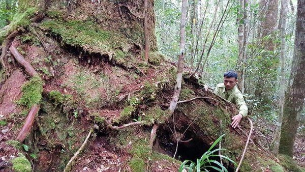 Kỳ bí loài thông sống cùng thời với khủng long ở rừng bidoup núi bà - 4