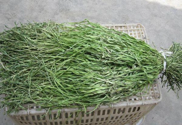 Kỳ lạ loại rau đặc sản từng để tiến vua bây giờ chỉ để cho lợn ăn - 2