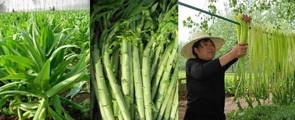 Kỳ lạ loại rau đặc sản từng để tiến vua bây giờ chỉ để cho lợn ăn - 7