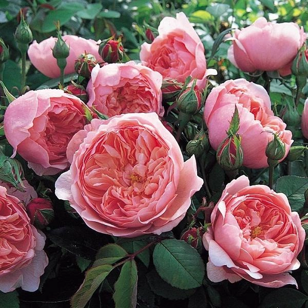 Kỹ thuật trồng hoa hồng cho nhiều bông nở rộ tỏa hương khắp vườn - 1