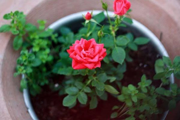 Kỹ thuật trồng hoa hồng cho nhiều bông nở rộ tỏa hương khắp vườn - 2
