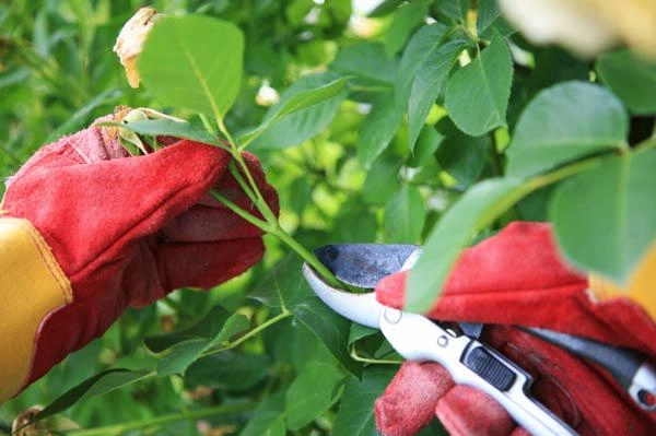 Kỹ thuật trồng hoa hồng cho nhiều bông nở rộ tỏa hương khắp vườn - 7