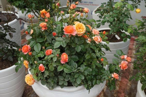 Kỹ thuật trồng hoa hồng cho nhiều bông nở rộ tỏa hương khắp vườn - 8