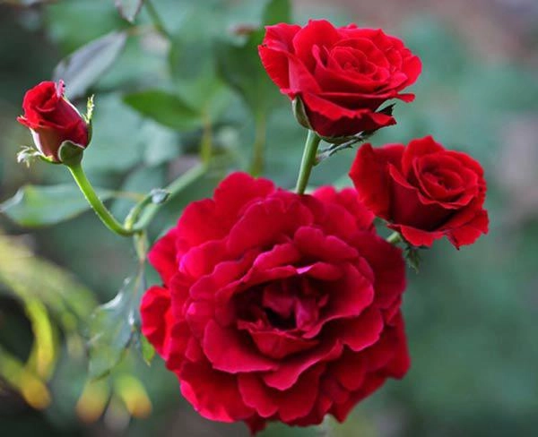 Kỹ thuật trồng hoa hồng cho nhiều bông nở rộ tỏa hương khắp vườn - 10