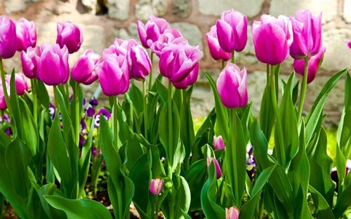 Kỹ thuật trồng hoa tulip trổ bông 100 để kịp trang trí nhà đón tết - 1