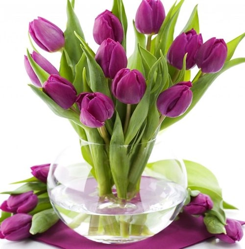 Kỹ thuật trồng hoa tulip trổ bông 100 để kịp trang trí nhà đón tết - 8