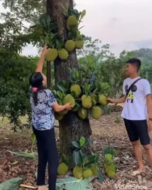 Lần đầu khoe nhà trên đồi rộng cả hecta mạc văn khoa khiến fan xuýt xoa không ngớt - 4