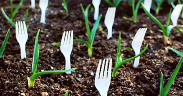 Lấy dĩa nhựa cắm đầy vườn rau ai cũng nghĩ hâmnhưng nghe lý do thì ngã ngửa - 3