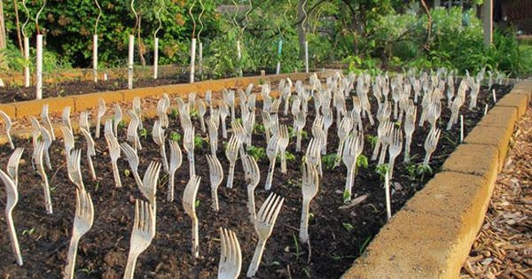 Lấy dĩa nhựa cắm đầy vườn rau ai cũng nghĩ hâmnhưng nghe lý do thì ngã ngửa - 6
