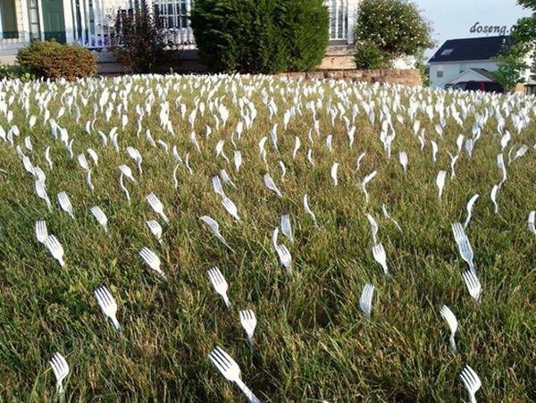 Lấy dĩa nhựa cắm đầy vườn rau ai cũng nghĩ hâmnhưng nghe lý do thì ngã ngửa - 7