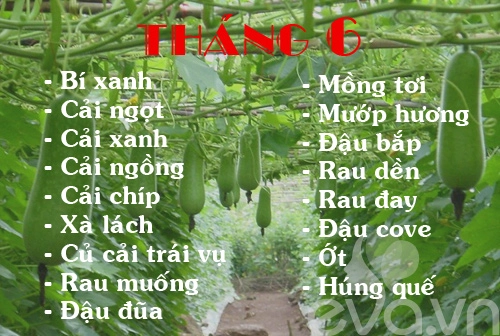 Lịch rau trồng theo 12 tháng cho chị em - 6