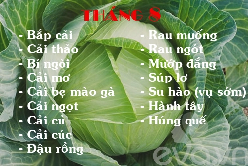 Lịch rau trồng theo 12 tháng cho chị em - 8