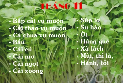 Lịch rau trồng theo 12 tháng cho chị em - 11