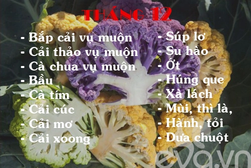 Lịch rau trồng theo 12 tháng cho chị em - 12