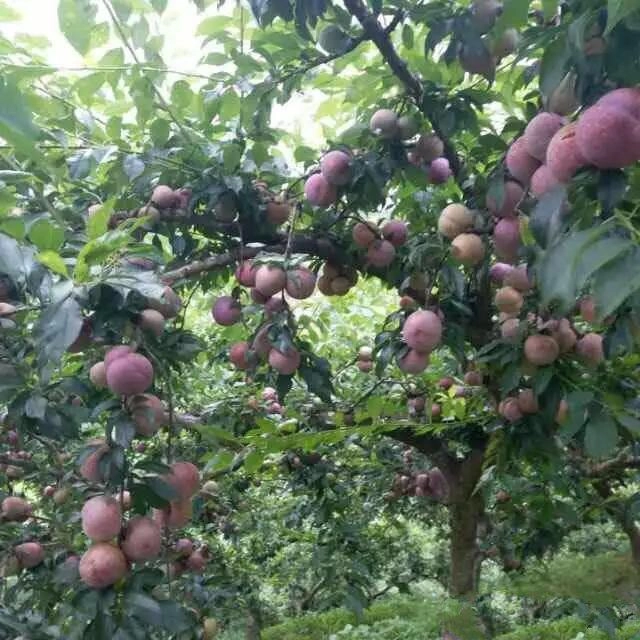 Loại quả ở quê rụng đầy gốc không ai thèm nhặt lên thành phố thành đặc sản đắt đỏ - 1