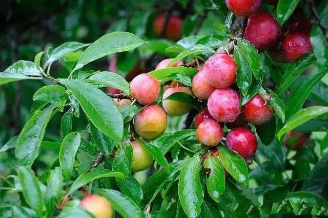 Loại quả ở quê rụng đầy gốc không ai thèm nhặt lên thành phố thành đặc sản đắt đỏ - 2