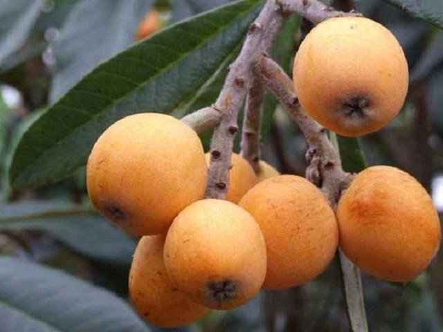 Những loại rau củ khổng lồ tưởng như chỉ có trong phim ảnh nhưng có thật ngoài đời - 16