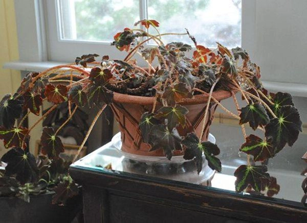 Luôn đóng nắp bồn cầu mẹo phong thủy nhà nào cũng sai sửa ngay kẻo tổn thọ - 3