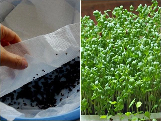 Mách bạn cách trồng rau mầm hương dương cực ngon bô la tại nhà - 9